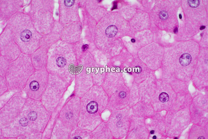 Foie avec cellules hépatiques x200 - gryphea.org